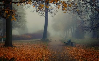 Картинка птицы, туман, парк, скамейки, осень