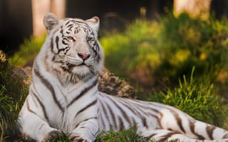 Обои кошка, тигр, хищник, белый тигр