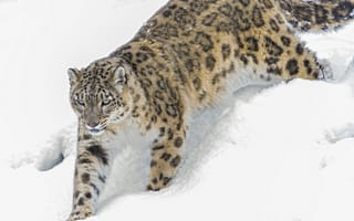 Картинка снег, ctambako the jaguar, зима, ирбис, снежный барс, кошка