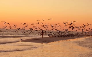 Картинка пляж, море, птицы, прогулка, закат, чайки