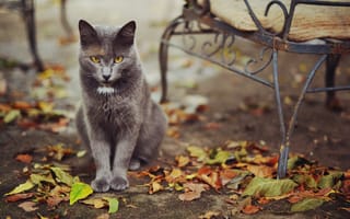Картинка кошка, улица, листья