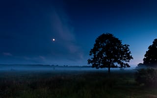 Картинка поле, луна, туман, лето, дерево, ночь