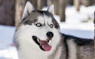 Картинка сибирский хаски, взгляд, собака, друг