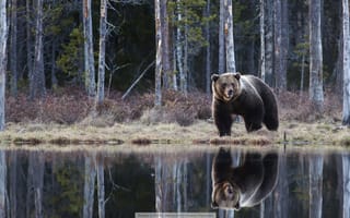 Картинка медведь, в росии