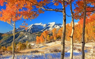 Картинка осень, листья, желтые, снег, лес, деревья, горы