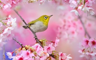 Картинка япония, сакура, птица, японский белый глаз, вишня