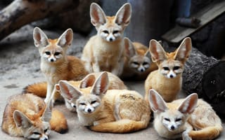 Картинка лисы, ушастые, животные, fennec fox, фенек