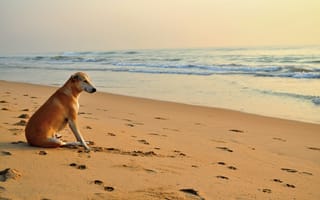 Обои собака, солнечные ванны, следы, море, волны, песок, пляж