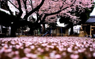 Картинка сакура, цветочки, деревья, дерево, розовый, макро