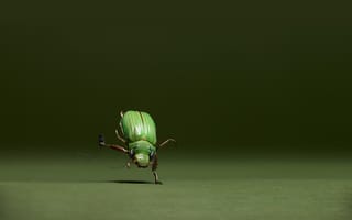 Картинка жук, плясун