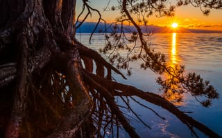 Картинка michigan, сосна, солнце, дерево, корни, озеро