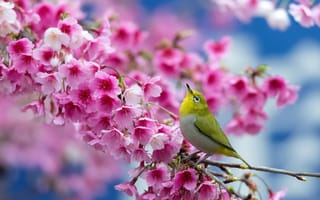 Обои весна, вишня, цветы, сакура, японский белый глаз, птица