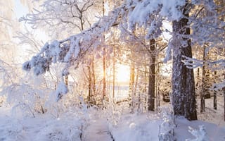 Обои лес, снег, зима, солнце, деревья