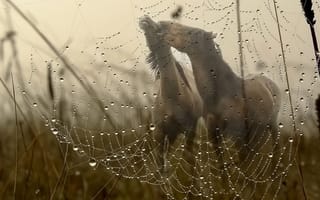 Картинка лошади, поле, туман, грива, капли, вода, макро, трава, паутина, роса