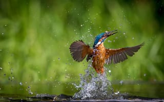 Картинка птица, kingfisher, обыкновенный зимородок, вода, alcedo atthis