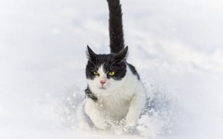 Картинка ctambako the jaguar, кошка, бежит, кот, снег, зима, сугроб