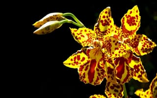 Картинка орхидеи, жёлтые