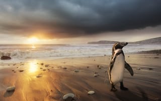 Картинка пингвин, океан, пляж, побережье, рассвет