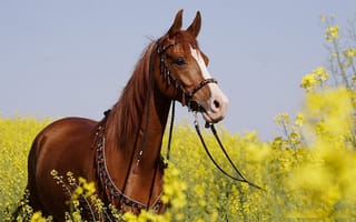 Обои лошадь, поле, трава