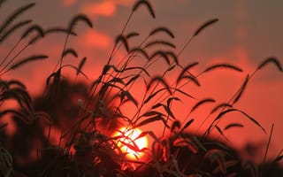 Картинка солнце, восход, трава, поле, колоски