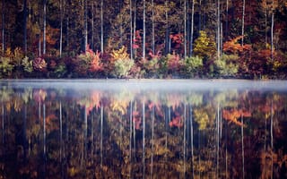 Картинка осень, деревья, лес, озеро, кусты, отражение