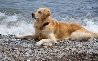 Картинка море, собака, друг