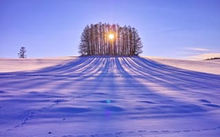 Картинка снег, солнце, поле, день, деревья