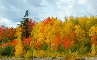 Картинка березы, небо, лес, золотая осень, сосны