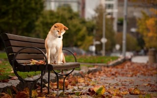 Картинка осень, собака, листья, скамья