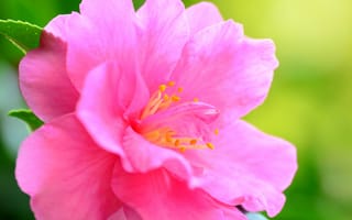 Обои макро, лепестки, цветок, розовый