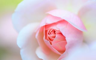 Картинка роза, макро, нежность, розовая, лепестки, цветок