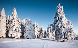 Обои природа, winter, зима, елки, ель, снег, snow, деревья, trees