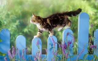 Картинка кот, забор, цветы