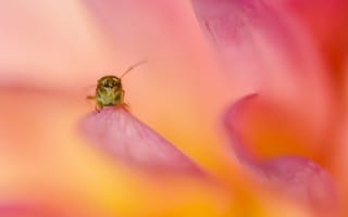 Картинка розо-оранжевый, насекомое, лепестки, усики, цветок