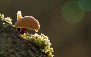 Картинка зимний гриб, макро