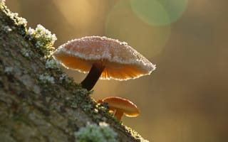 Картинка макро, грибы, зимний гриб, утро
