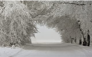 Картинка зимний пейзаж, заснеженная дорога, деревья в снегу