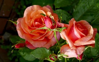 Картинка роза, оранжевая