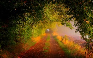 Картинка forest, trees, autumn, leaves, path, road, walk, nature, colors, fall, field, colorful
