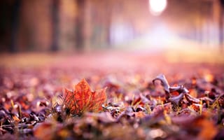 Картинка макро, осень, листья, листочек, leave, листик, autumn