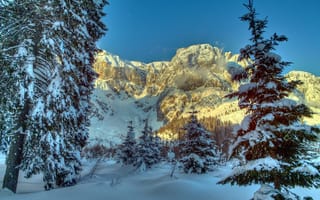 Обои австрия, природа, зима, деревья, альпы, горы, ель, снег