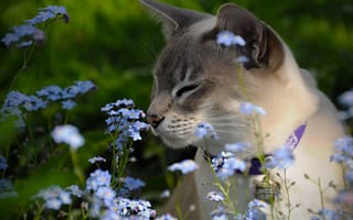 Картинка тонкинская кошка, незабудки, цветы, тонкинез