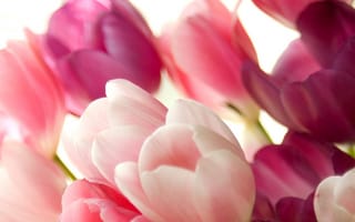Картинка розовые, тюльпаны, цветы, нежные