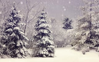Обои ёлки, ветки, елки, деревья, зима, снег, природа