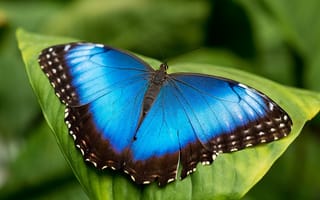 Картинка бабочка, голубая, морфо, mrpho, лист