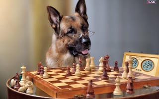 Картинка пес, часы, однако, очки, шахматы, ситуация, н-да