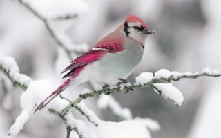 Обои птица, снег, зима, ветка, природа