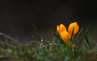 Картинка весна, жёлтые, роса, трава, блеск, тюльпаны