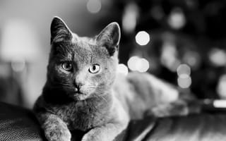 Обои лежит, чёрно-белое, кошка, cat, кот, bartholomew photography, взгляд