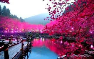 Картинка Сакура, Япония, розовый, мост